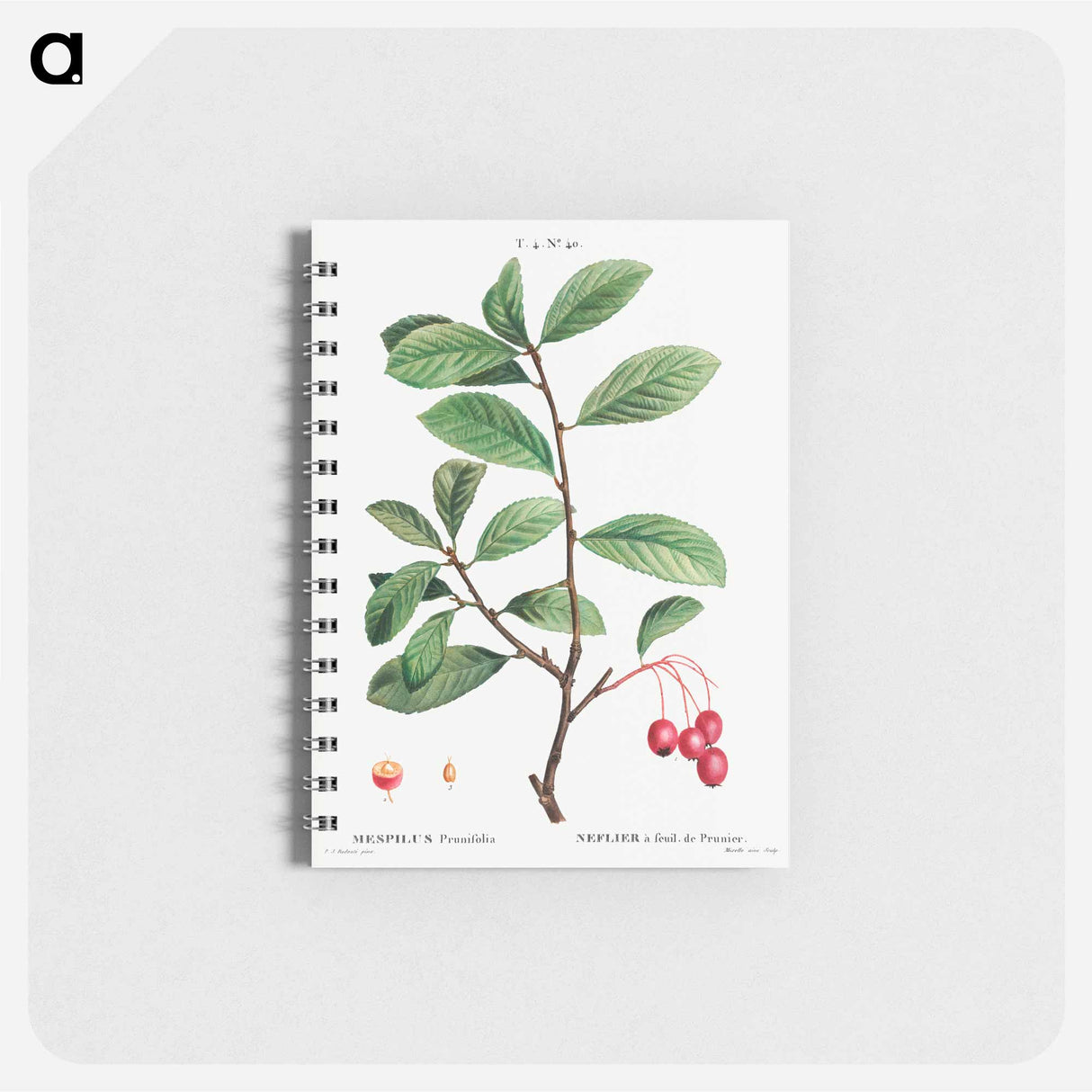 アートメモ帳-Broad-leaved cockspur thorn, Mespilus prunifolia - ピエール ジョゼフ ルドゥーテ Memo.