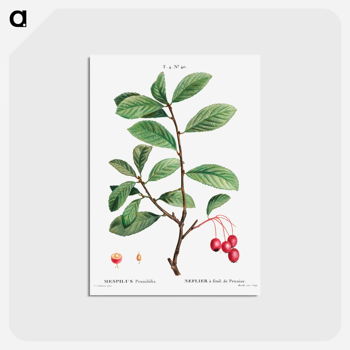 アートポストカード-Broad-leaved cockspur thorn, Mespilus prunifolia - ピエール ジョゼフ ルドゥーテ Postcard.