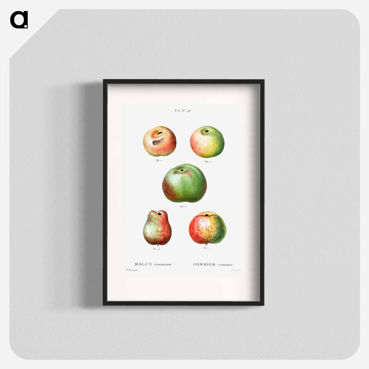 アートポスター-Apple - ピエール ジョゼフ ルドゥーテ Poster.