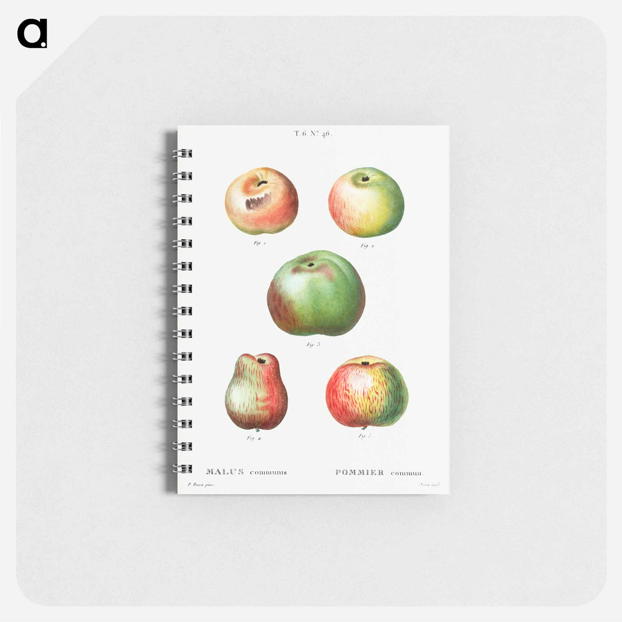 アートメモ帳-Apple - ピエール ジョゼフ ルドゥーテ Memo.