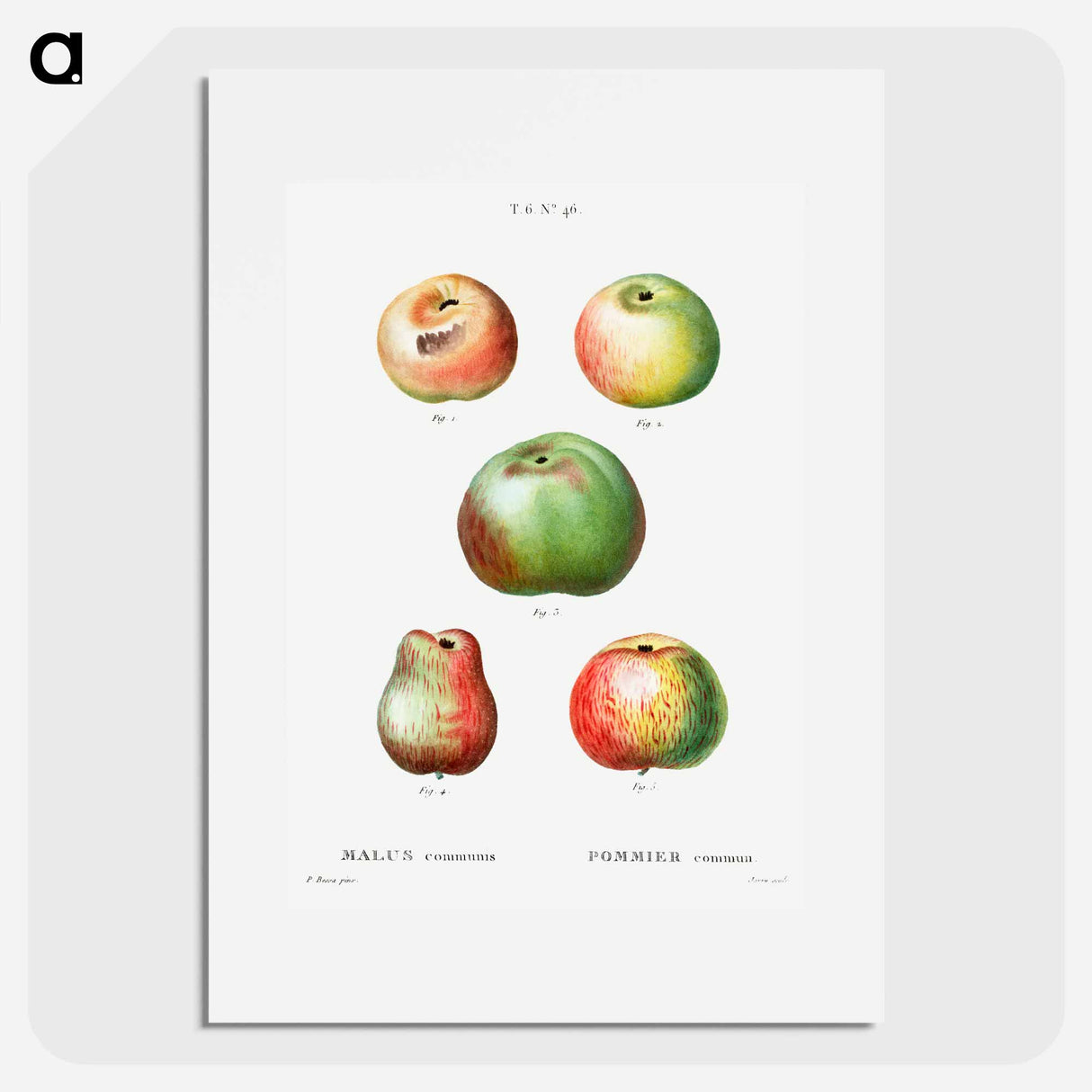 アートポスター-Apple - ピエール ジョゼフ ルドゥーテ Poster.