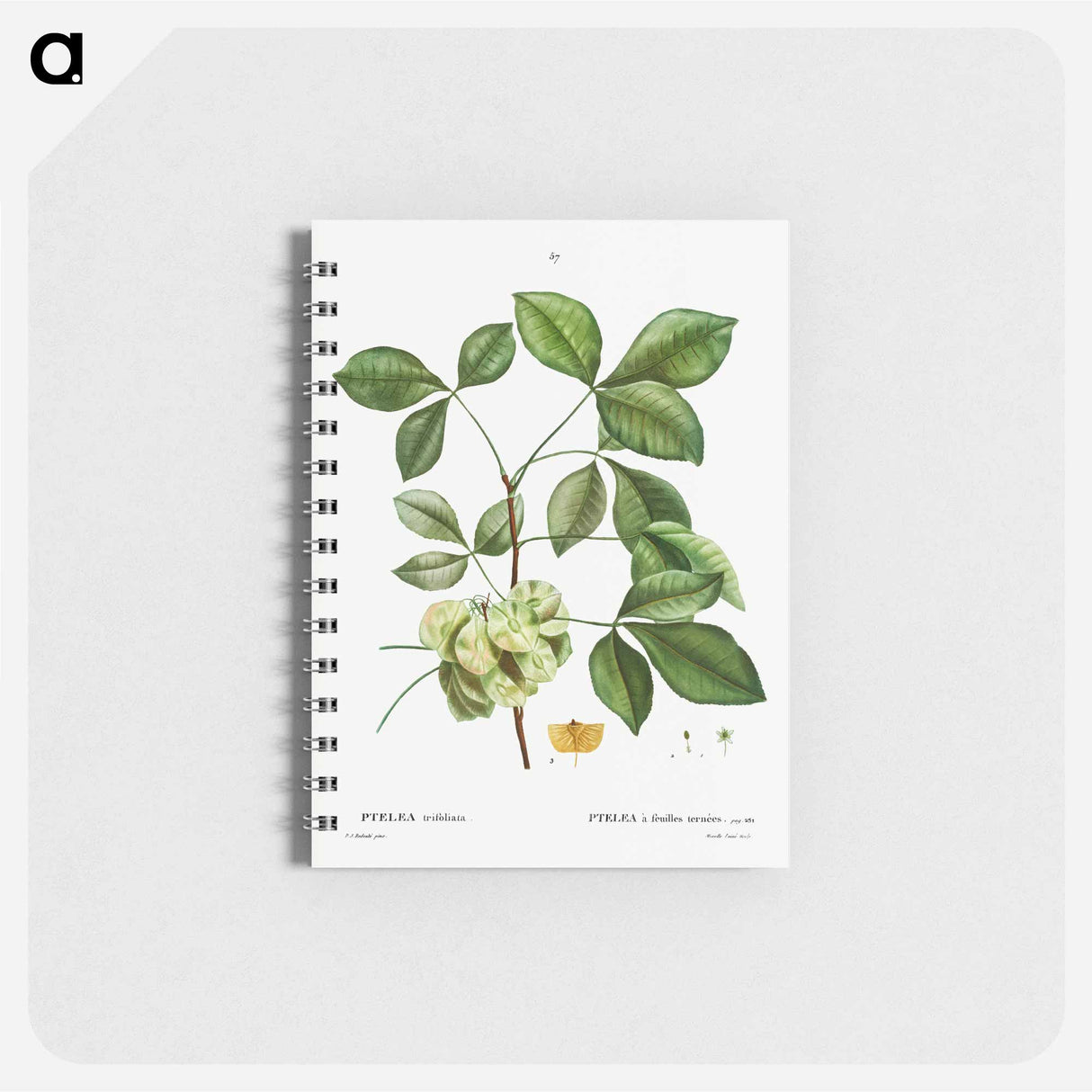 Common hoptree - ピエール ジョゼフ ルドゥーテ Memo.