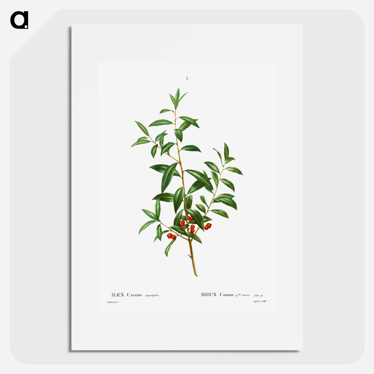 Alabama dahoon - Pierre Joseph Redouté Poster.