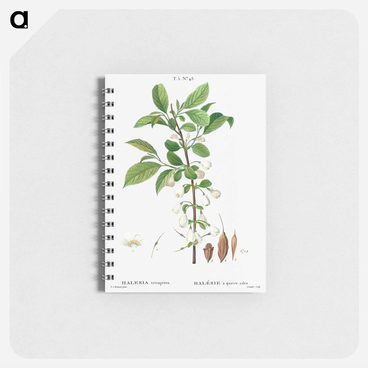 Mountain silverbell - ピエール ジョゼフ ルドゥーテ Memo.