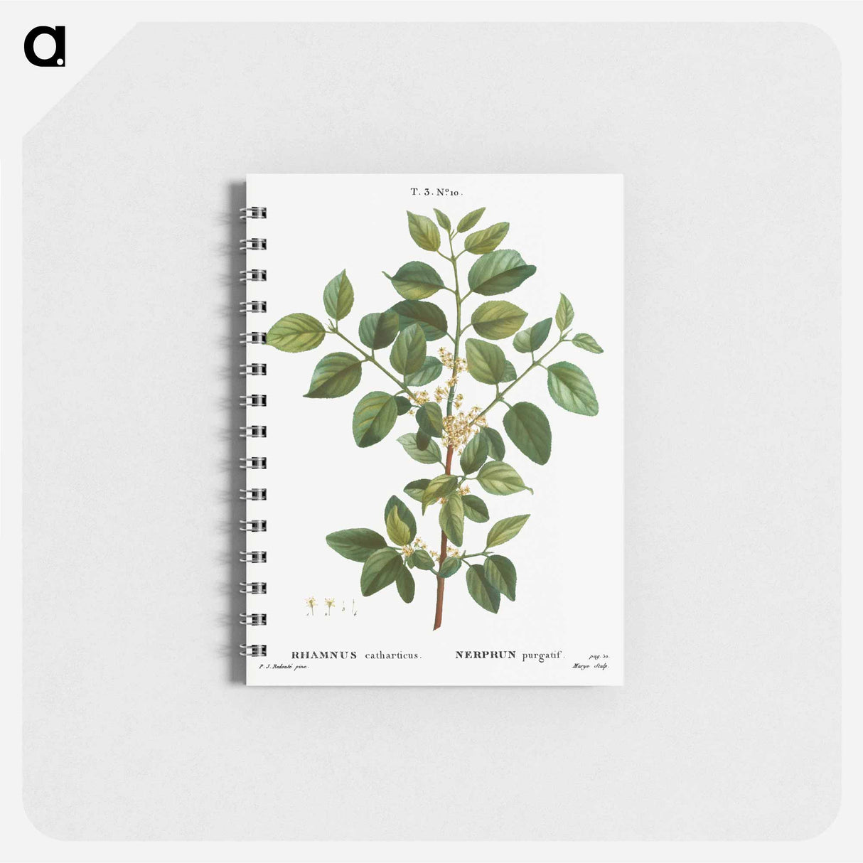 Common buckthorn - ピエール ジョゼフ ルドゥーテ Memo.