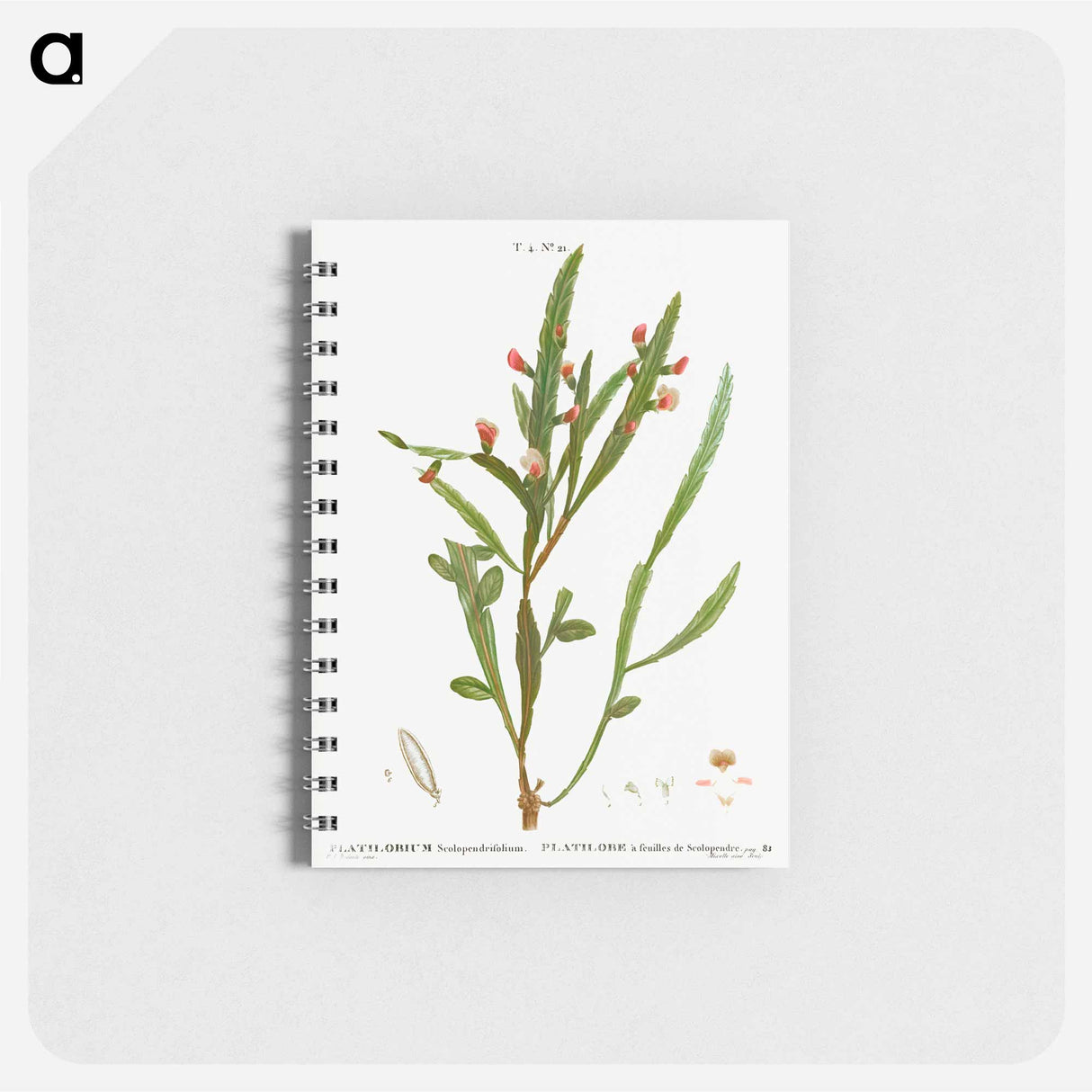 Flat-pea - ピエール ジョゼフ ルドゥーテ Memo.