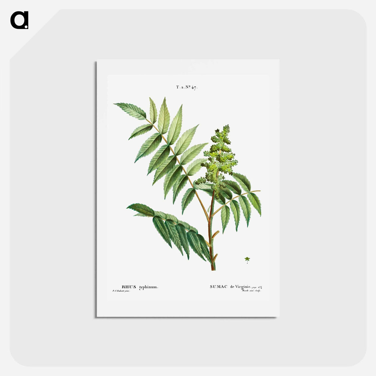 アートポストカード-Staghorn sumac - ピエール ジョゼフ ルドゥーテ Postcard.