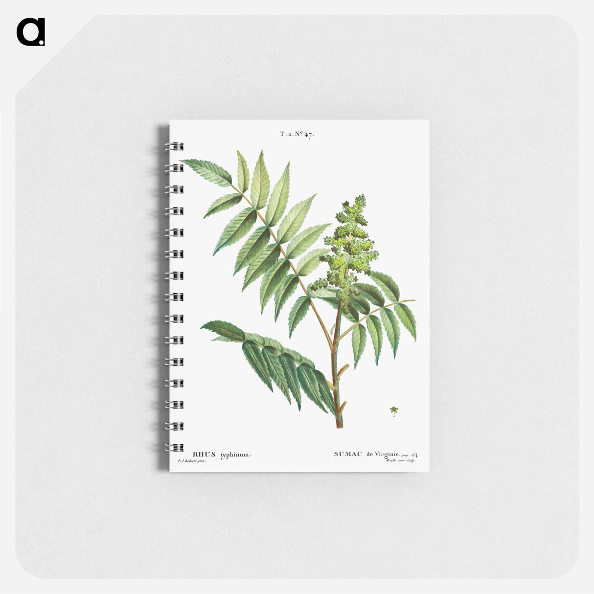 アートメモ帳-Staghorn sumac - ピエール ジョゼフ ルドゥーテ Memo.