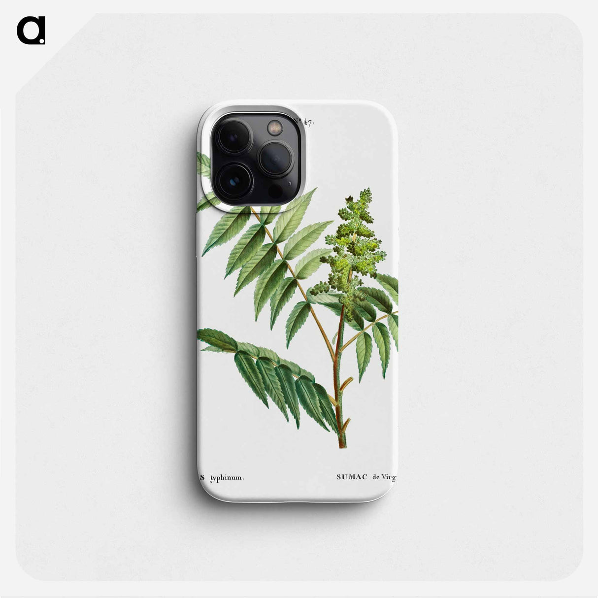 Staghorn sumac - ピエール ジョゼフ ルドゥーテ Phone Case.