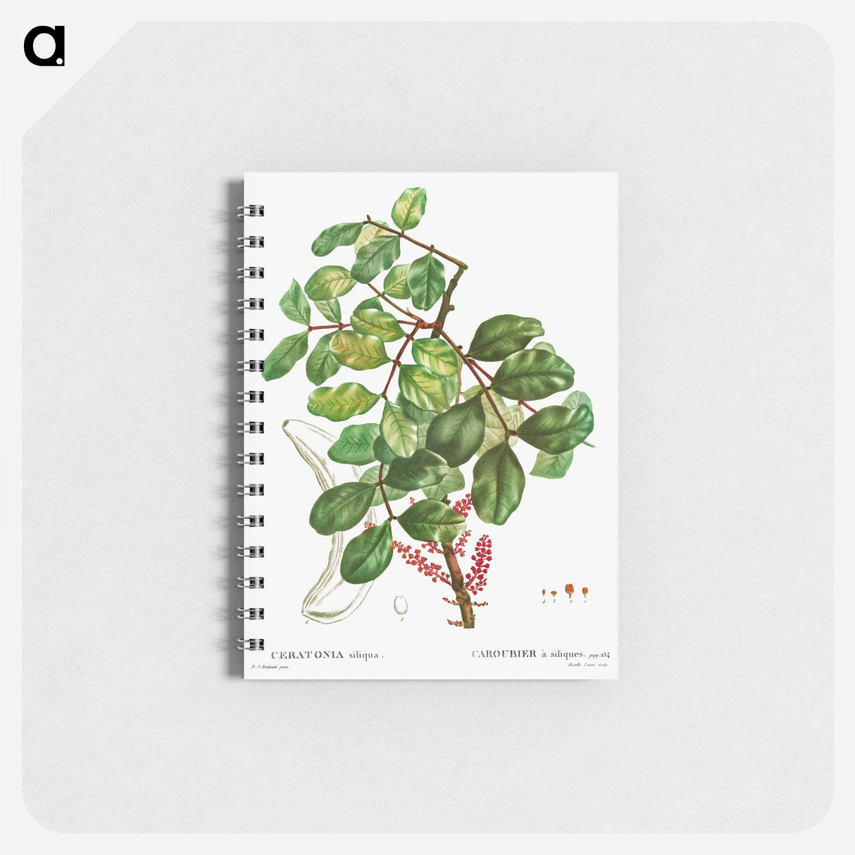 アートメモ帳-carob tree (Ceratonia siliqua) - ピエール ジョゼフ ルドゥーテ Memo.
