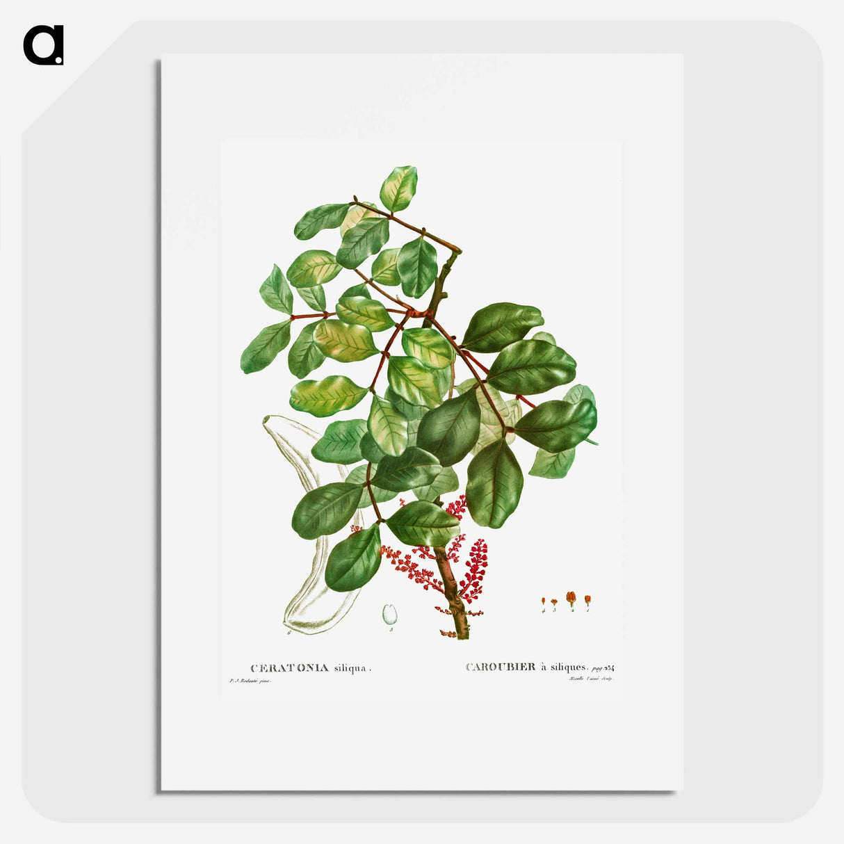 アートポスター-carob tree (Ceratonia siliqua) - ピエール ジョゼフ ルドゥーテ Poster.