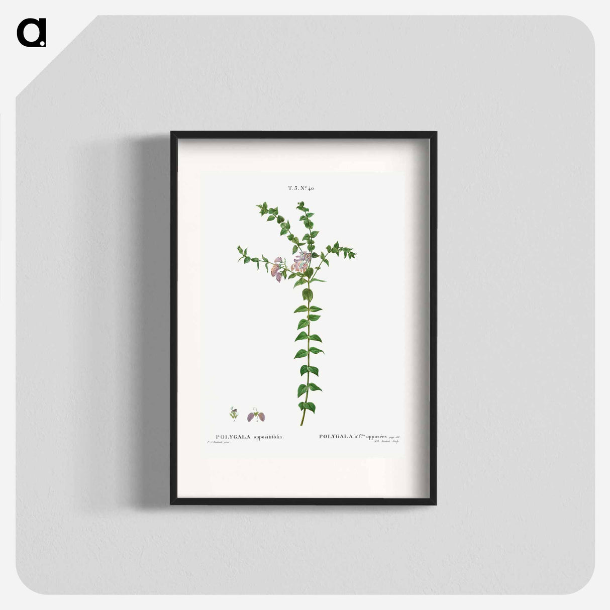 Heart-leaved polygala - Pierre Joseph Redouté Poster.