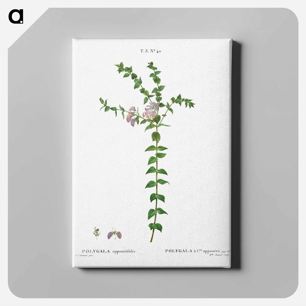 アートパネル-Heart-leaved polygala - ピエール ジョゼフ ルドゥーテ Canvas.