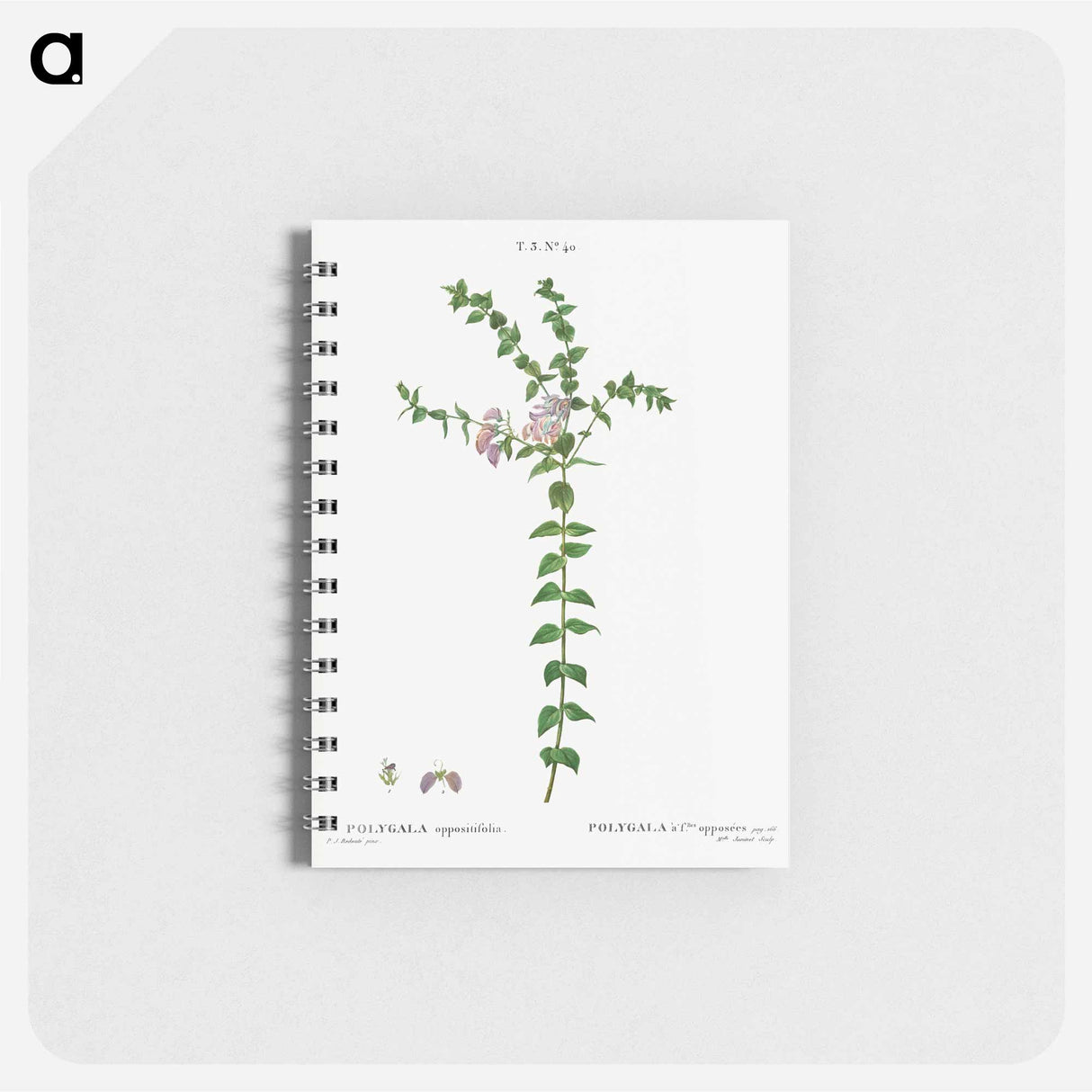 アートメモ帳-Heart-leaved polygala - ピエール ジョゼフ ルドゥーテ Memo.