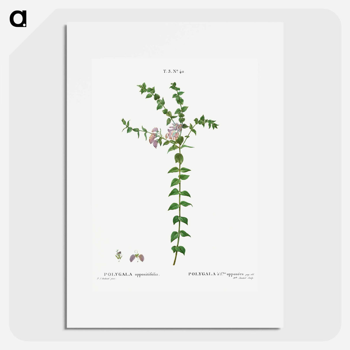 Heart-leaved polygala - Pierre Joseph Redouté Poster.