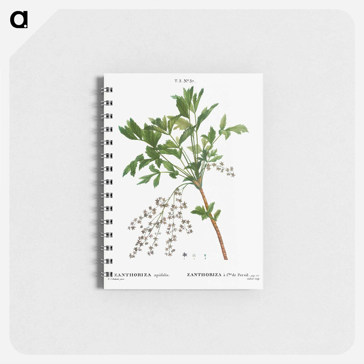 Shrub yellowroot, Zanthoriza apiifolia - ピエール ジョゼフ ルドゥーテ Memo.