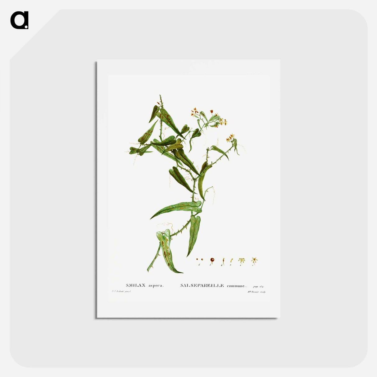アートポストカード-Smilax (Smilax aspera) - ピエール ジョゼフ ルドゥーテ Postcard.