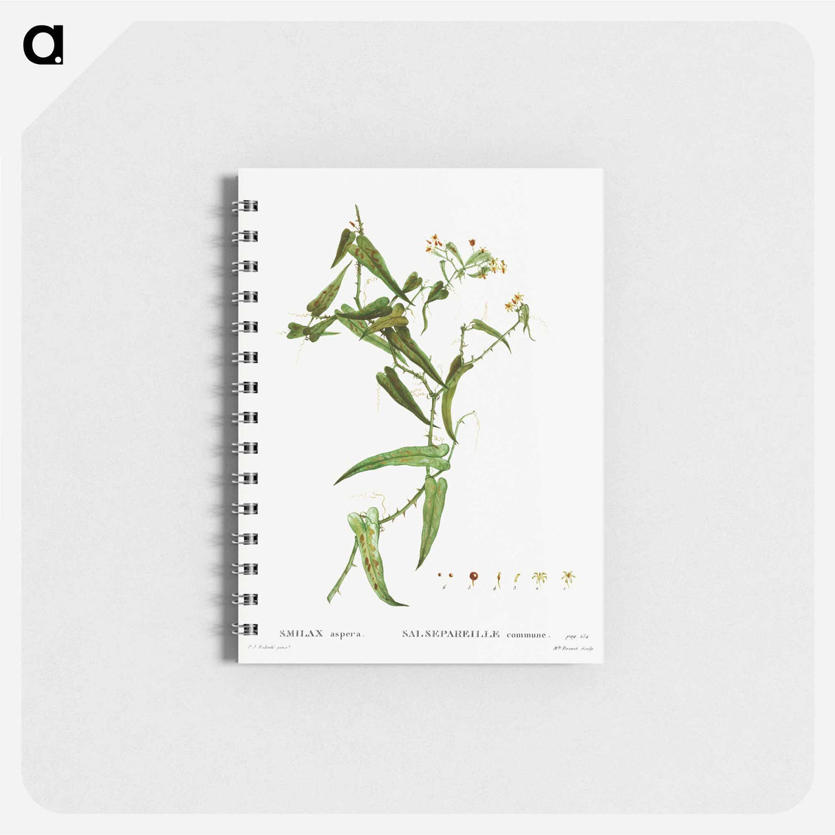 Smilax (Smilax aspera) - ピエール ジョゼフ ルドゥーテ Memo.