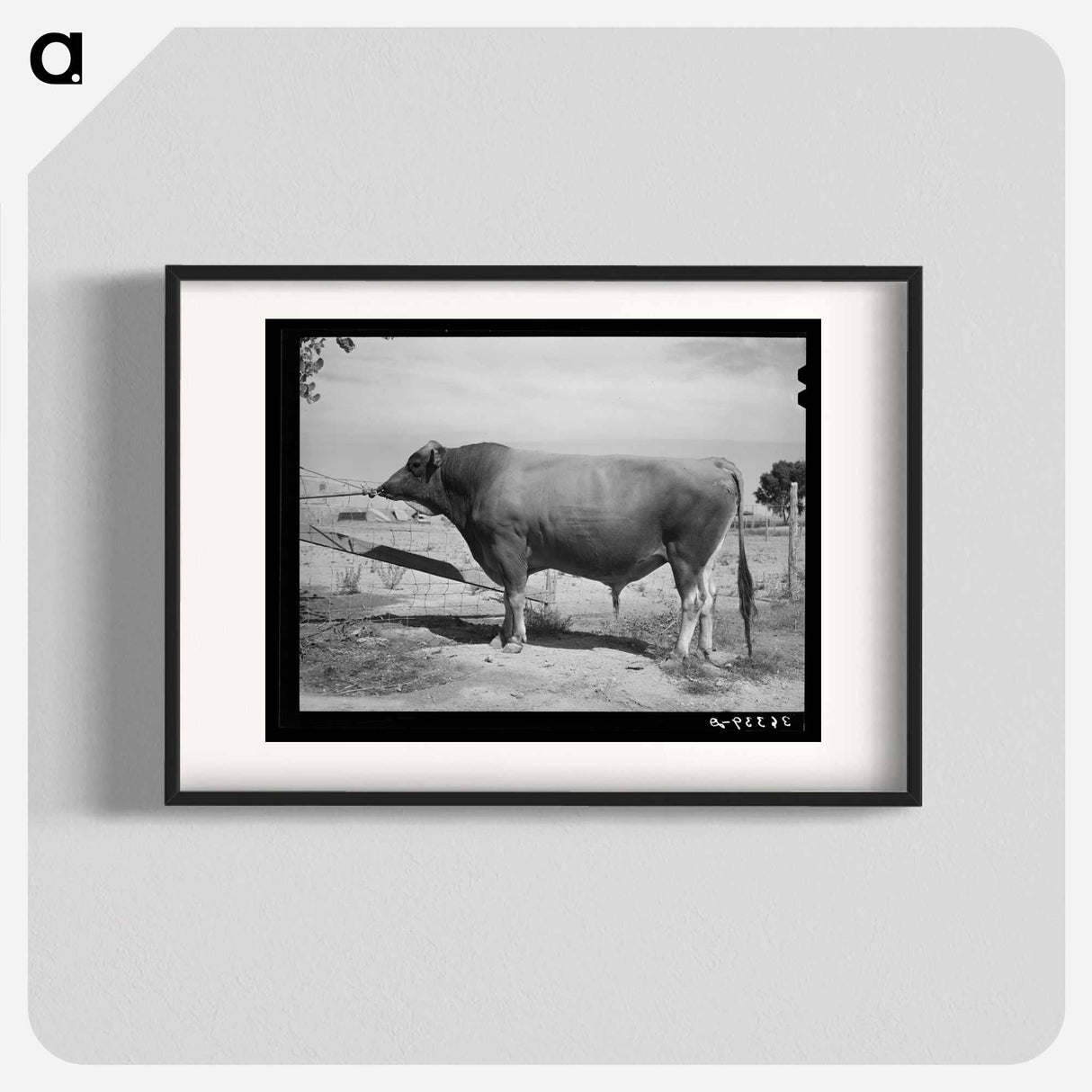 アートポスター-Casa Grande Bull
- ラッセル リー Poster.