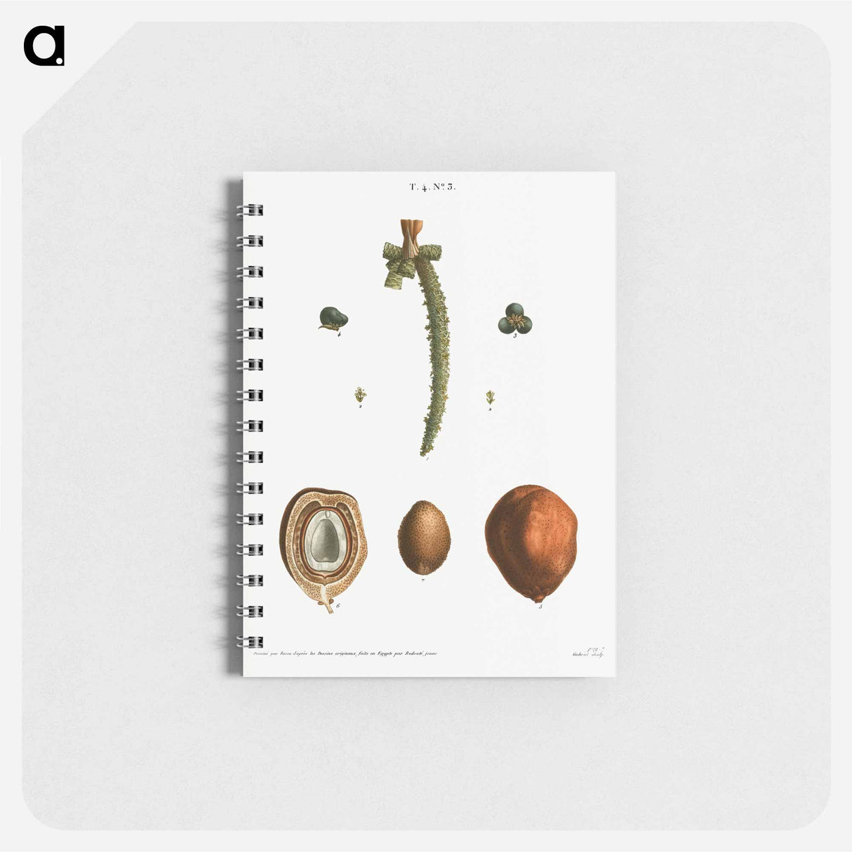 Date palm, Phoenix dactylifera - ピエール ジョゼフ ルドゥーテ Memo.