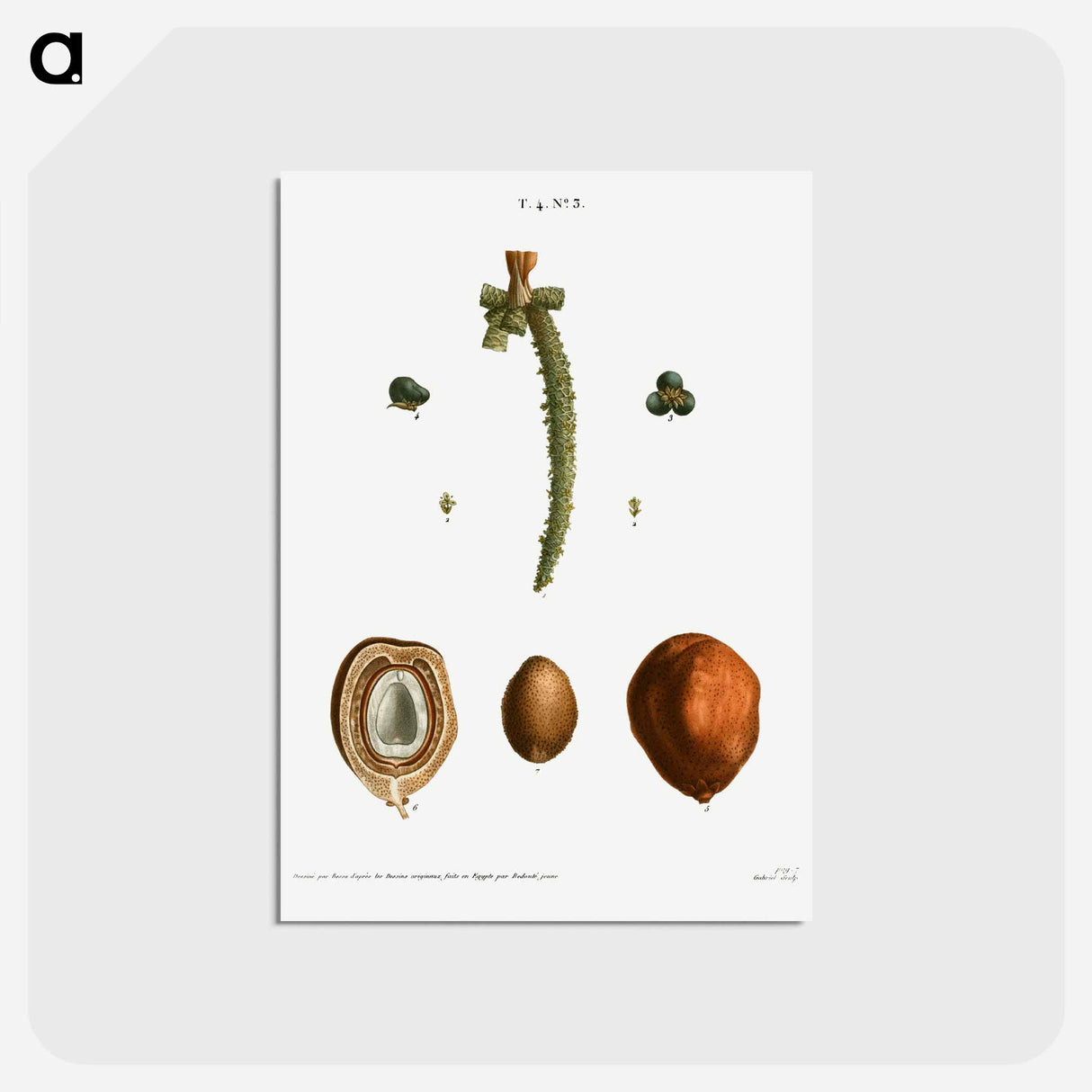 アートポストカード-Date palm, Phoenix dactylifera - ピエール ジョゼフ ルドゥーテ Postcard.