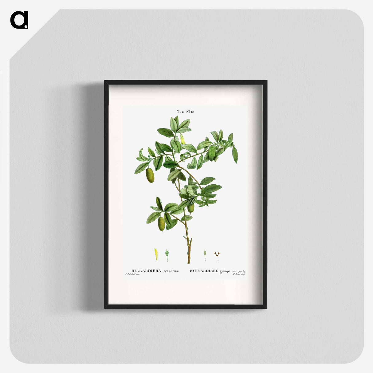 アートポスター-Apple berry - ピエール ジョゼフ ルドゥーテ Poster.