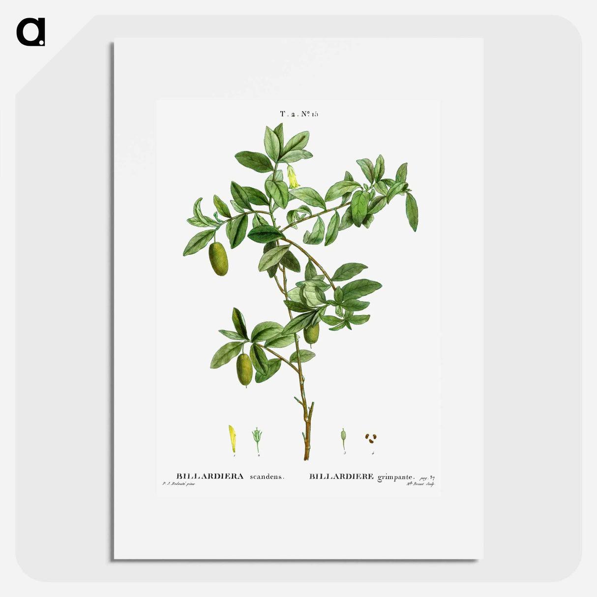 Apple berry - Pierre Joseph Redouté Poster.