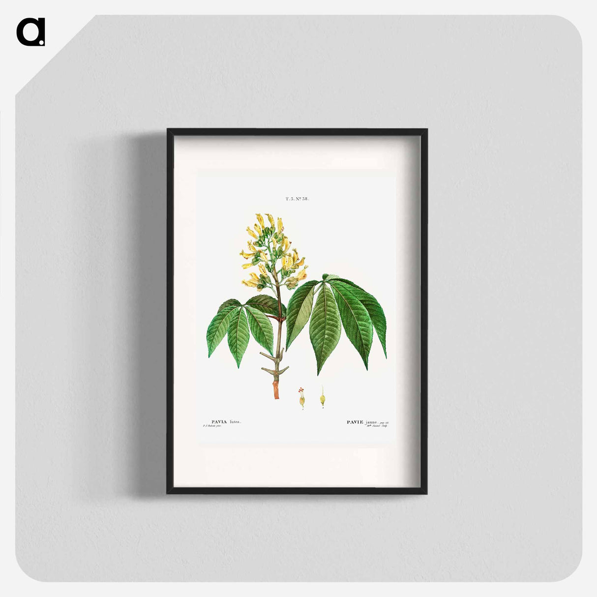 Pavia lutea - Pierre Joseph Redouté Poster.