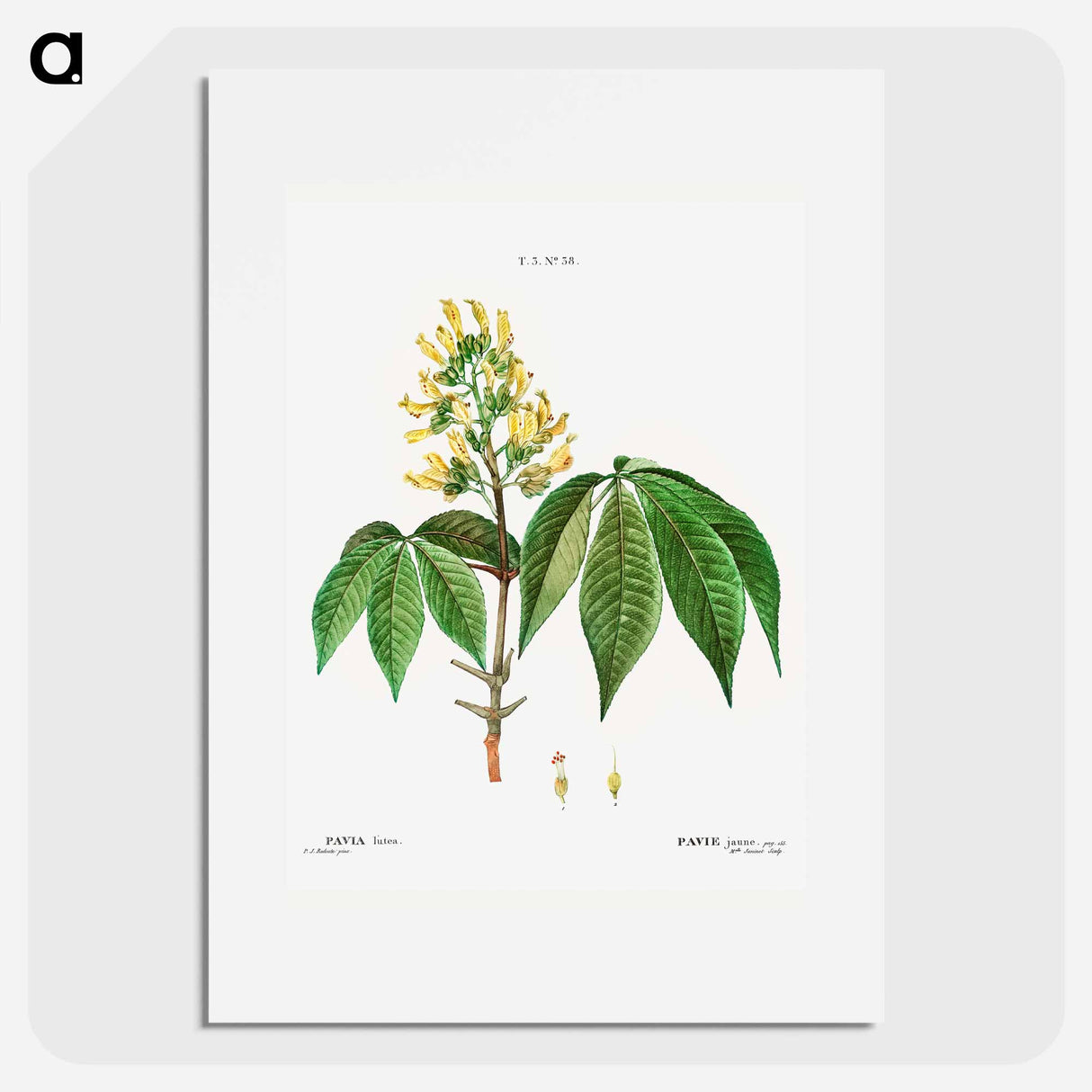 Pavia lutea - Pierre Joseph Redouté Poster.