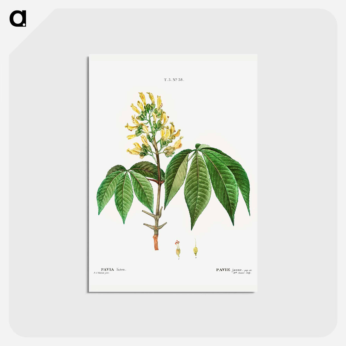 アートポストカード-Pavia lutea - ピエール ジョゼフ ルドゥーテ Postcard.