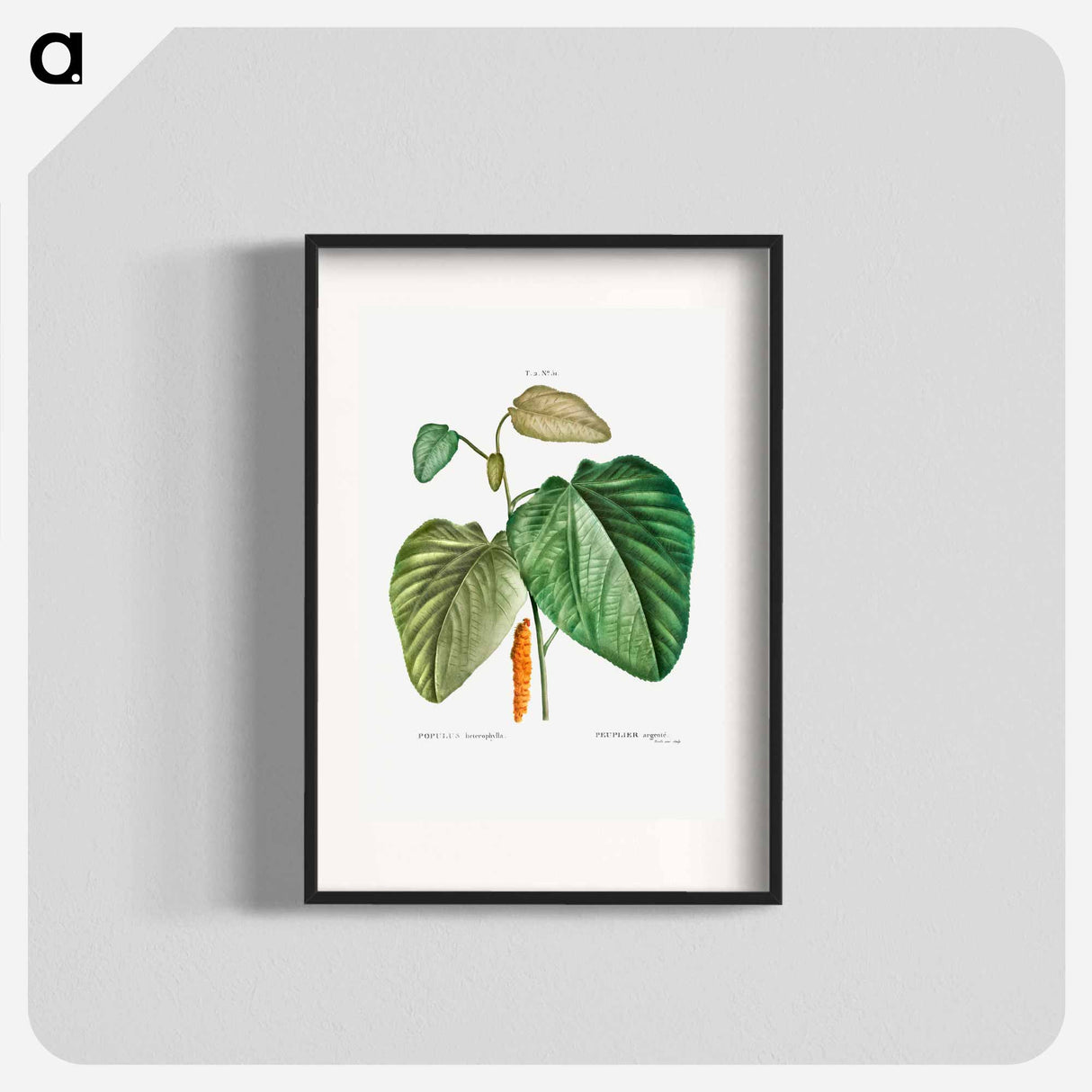 Downy poplar - Pierre Joseph Redouté Poster.