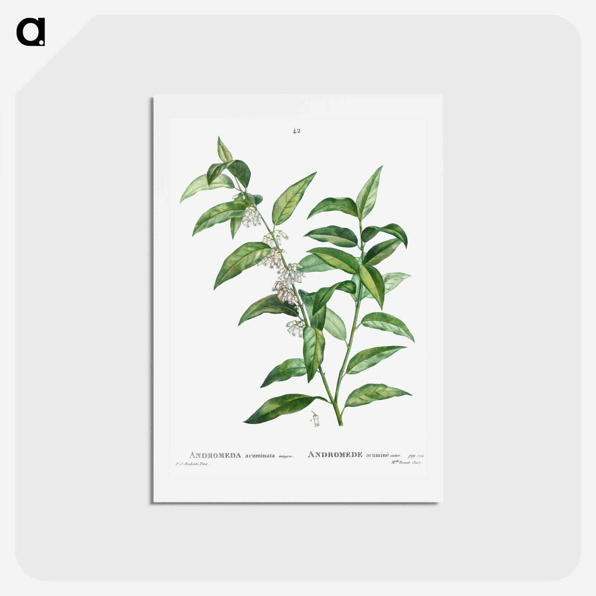 アートポストカード-Andromeda acuminata - ピエール ジョゼフ ルドゥーテ Postcard.