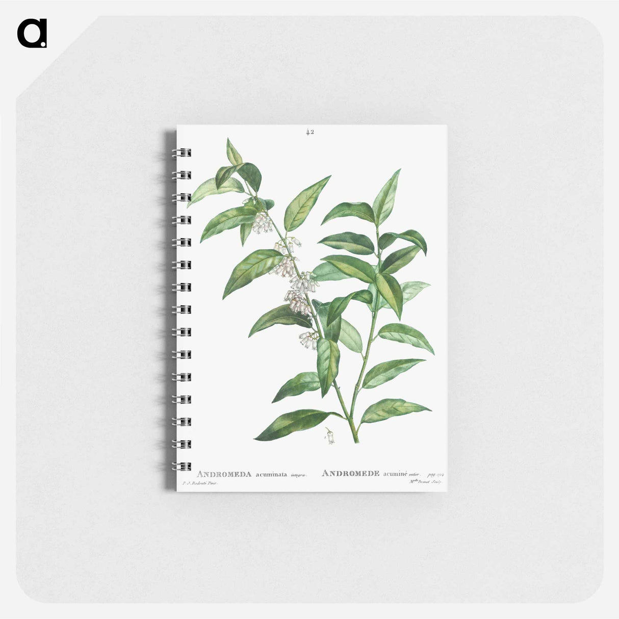 Andromeda acuminata - ピエール ジョゼフ ルドゥーテ Memo.