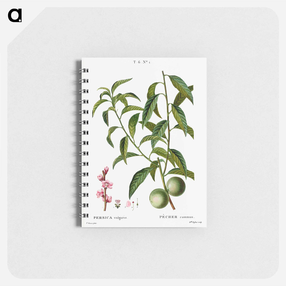 Peach, Persica vulgaris - ピエール ジョゼフ ルドゥーテ Memo.