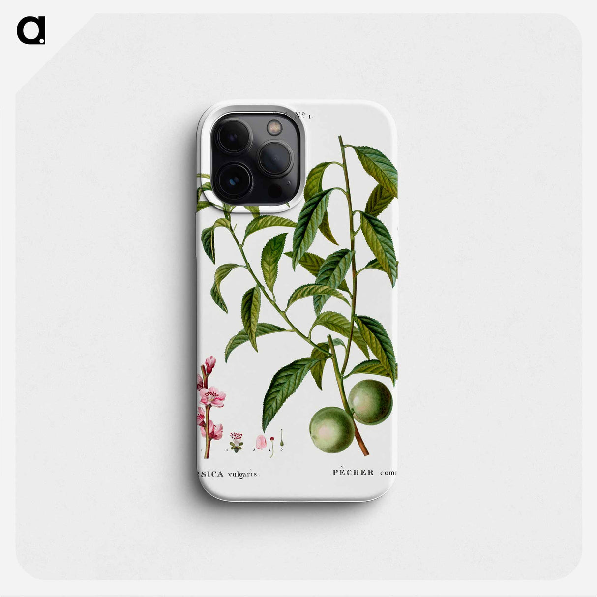 Peach, Persica vulgaris - ピエール ジョゼフ ルドゥーテ Phone Case.
