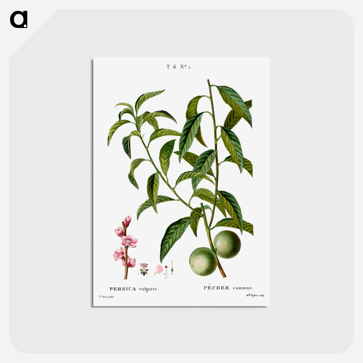 アートポストカード-Peach, Persica vulgaris - ピエール ジョゼフ ルドゥーテ Postcard.