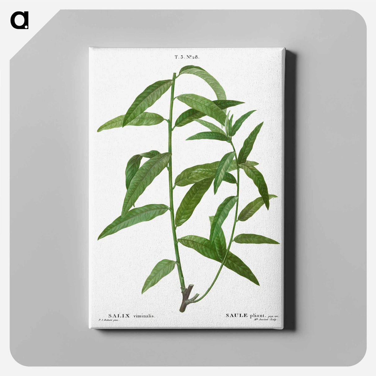 アートパネル-Basket willow - ピエール ジョゼフ ルドゥーテ Canvas.
