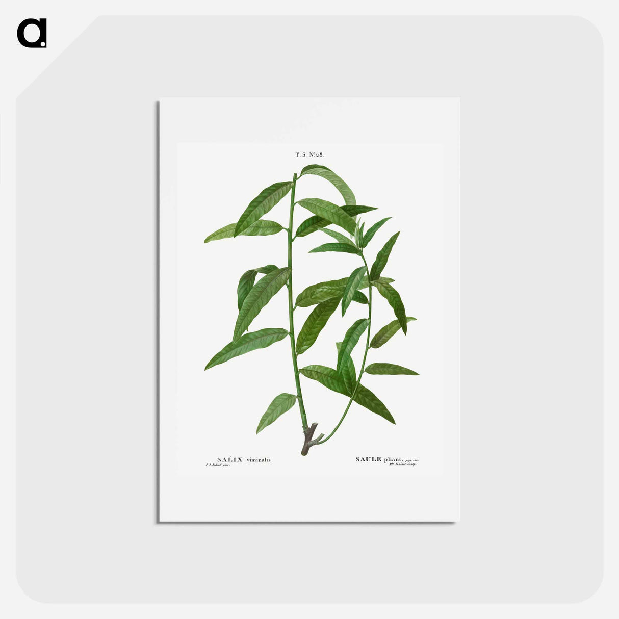 アートポストカード-Basket willow - ピエール ジョゼフ ルドゥーテ Postcard.