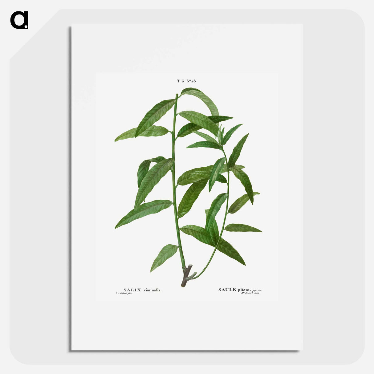 Basket willow - Pierre Joseph Redouté Poster.