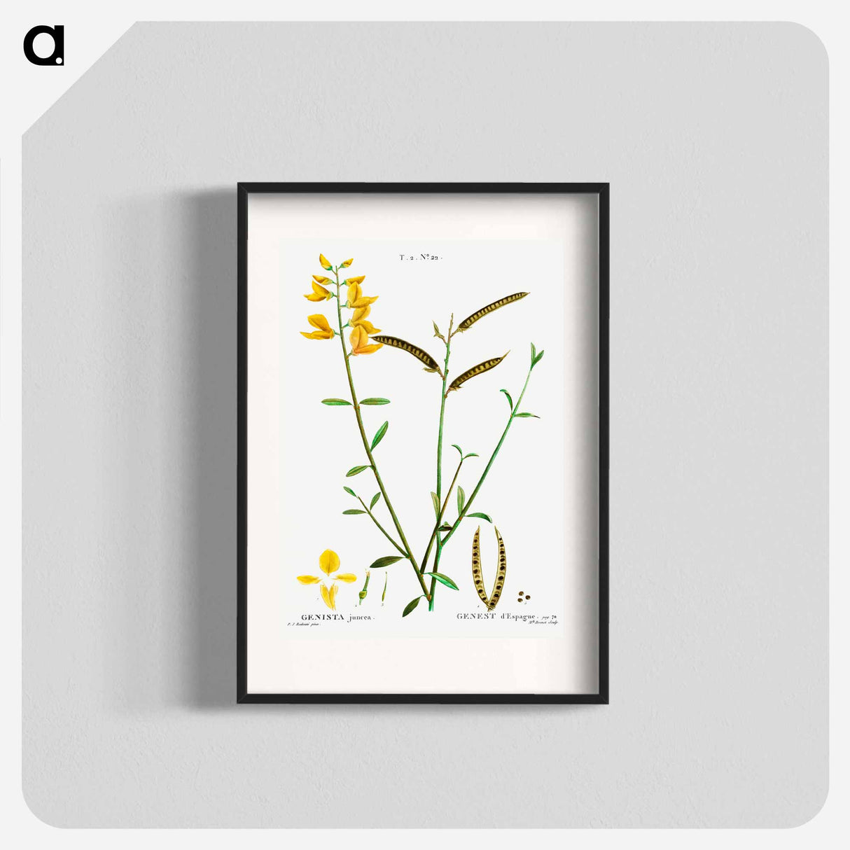 Spanish broom - Pierre Joseph Redouté Poster.