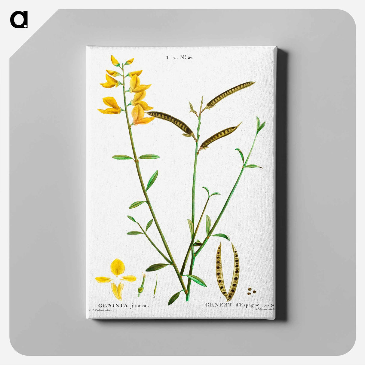 アートパネル-Spanish broom - ピエール ジョゼフ ルドゥーテ Canvas.