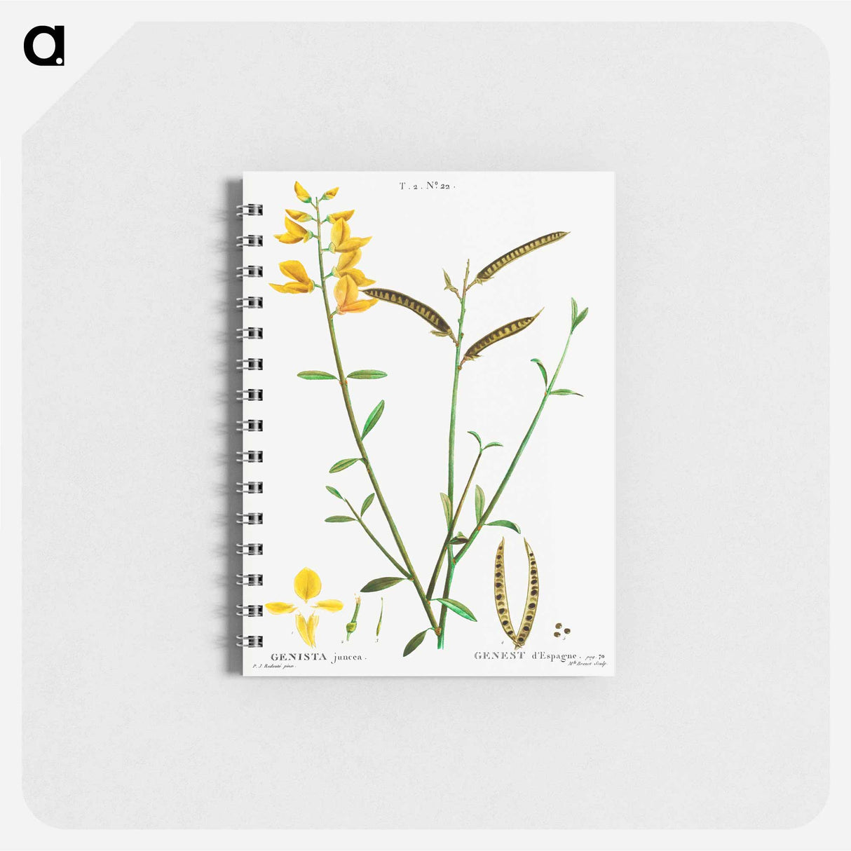 Spanish broom - ピエール ジョゼフ ルドゥーテ Memo.