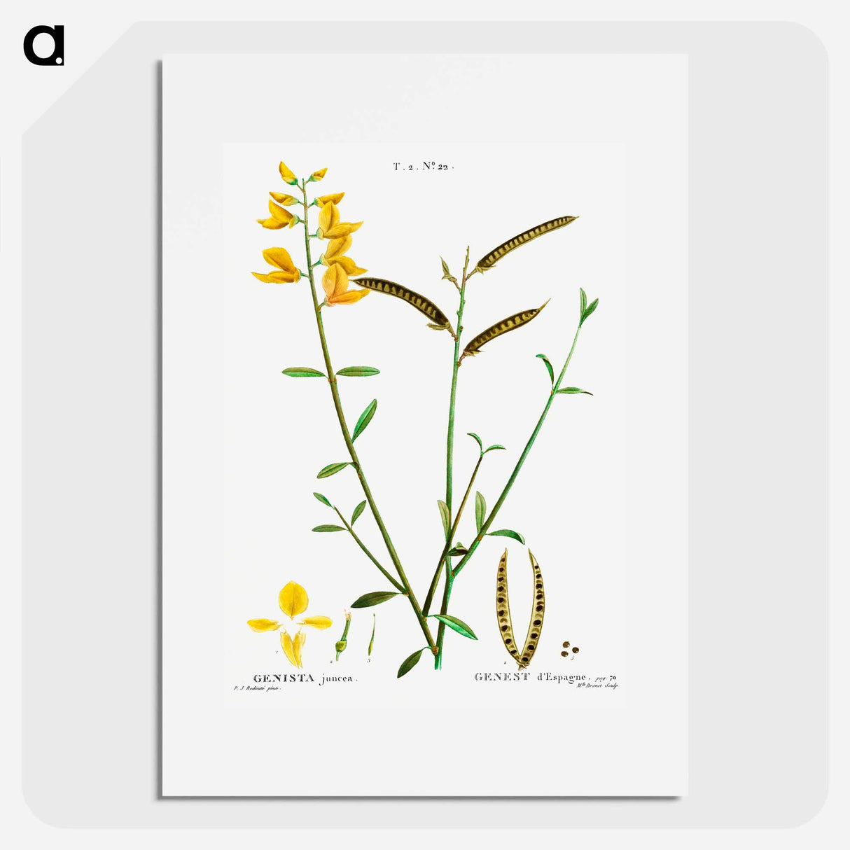 Spanish broom - Pierre Joseph Redouté Poster.