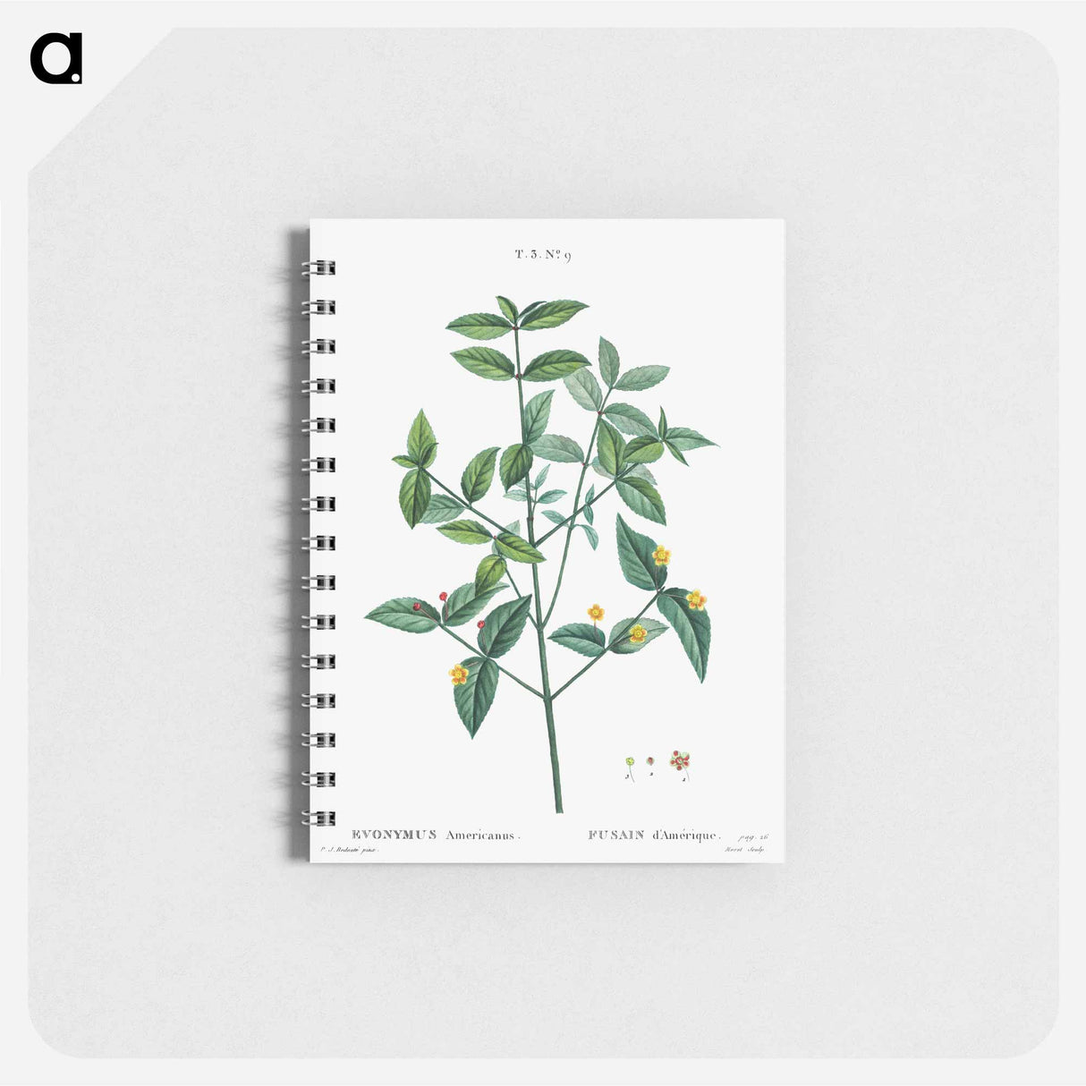 American strawberry - ピエール ジョゼフ ルドゥーテ Memo.