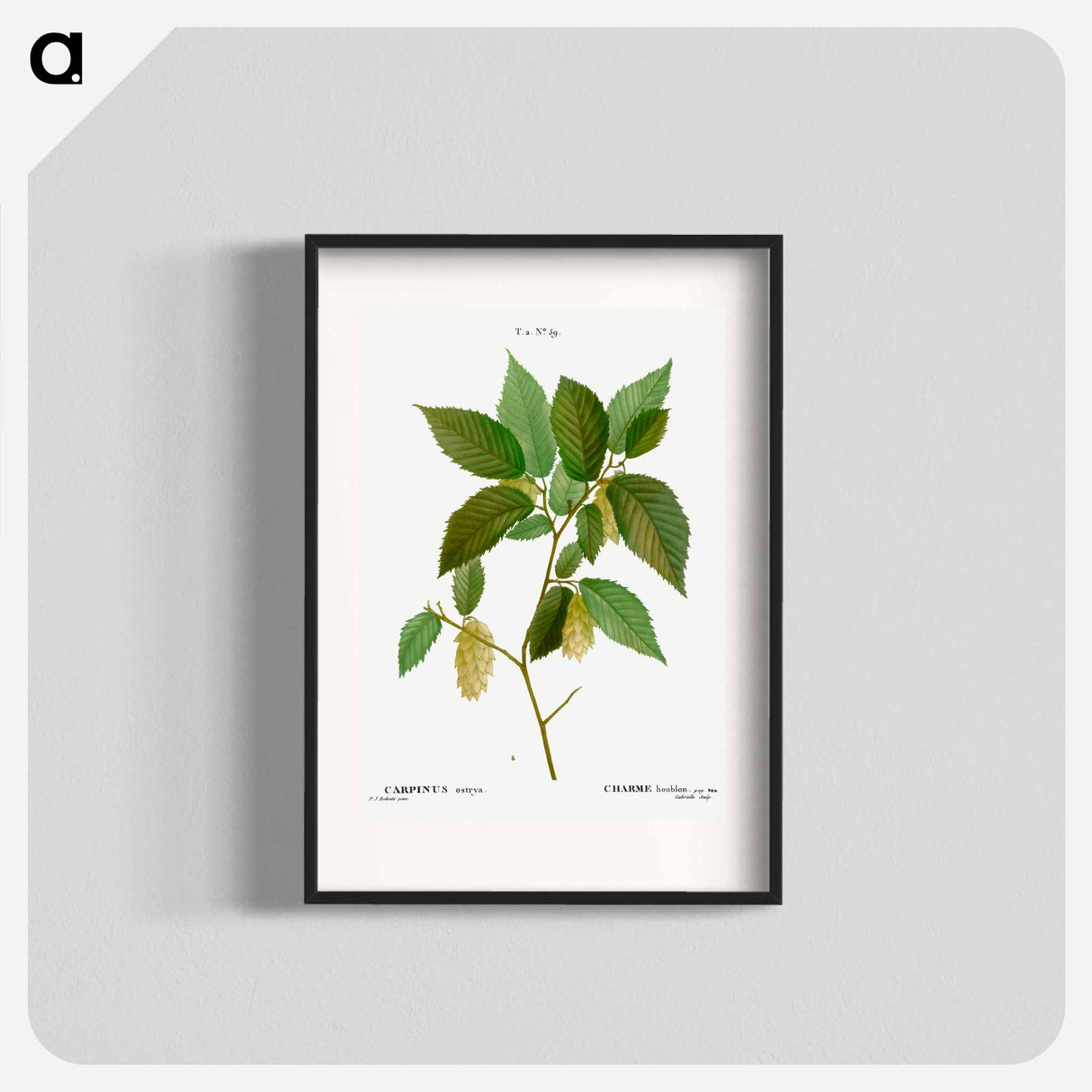 アートポスター-American hophornbeam - ピエール ジョゼフ ルドゥーテ Poster.