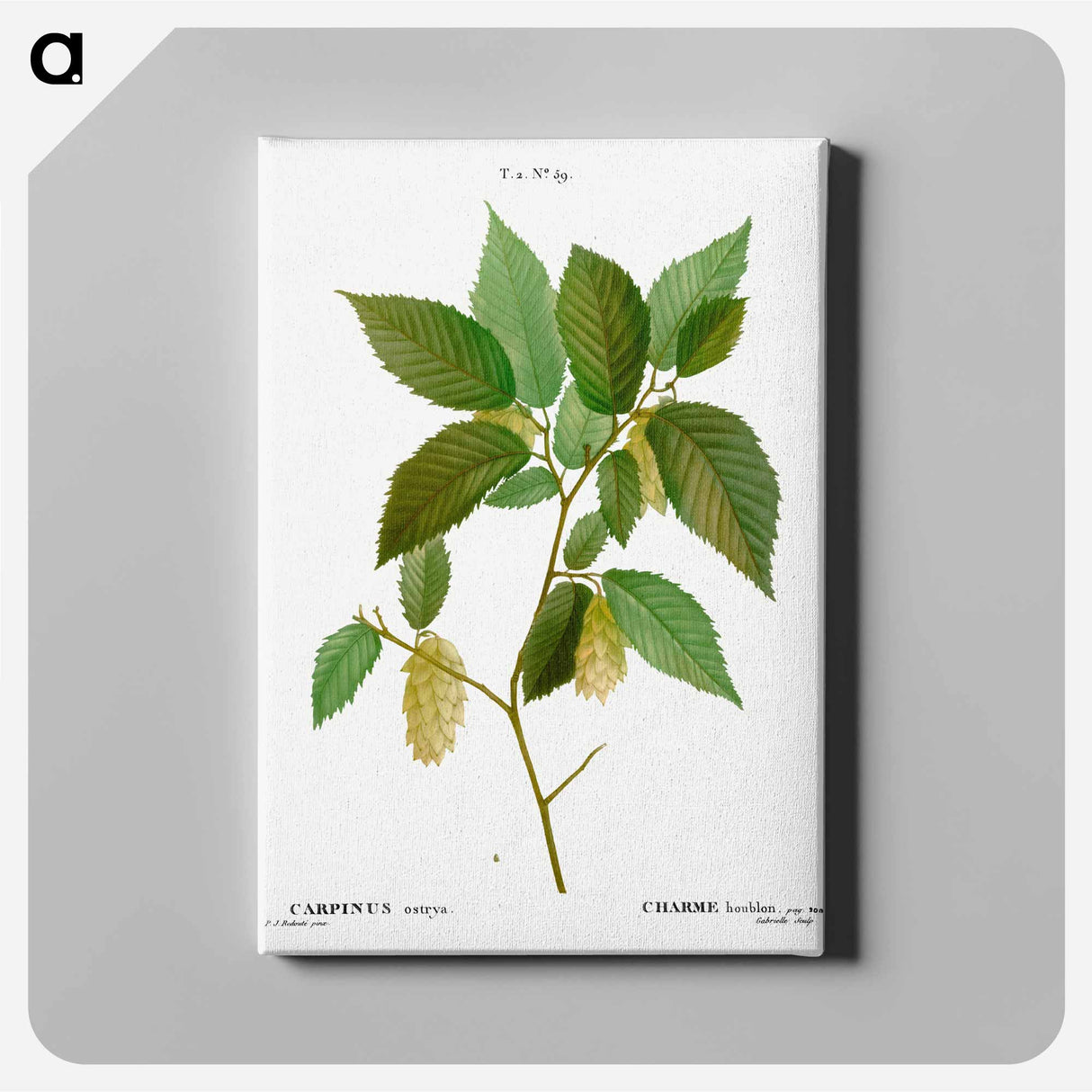 アートパネル-American hophornbeam - ピエール ジョゼフ ルドゥーテ Canvas.