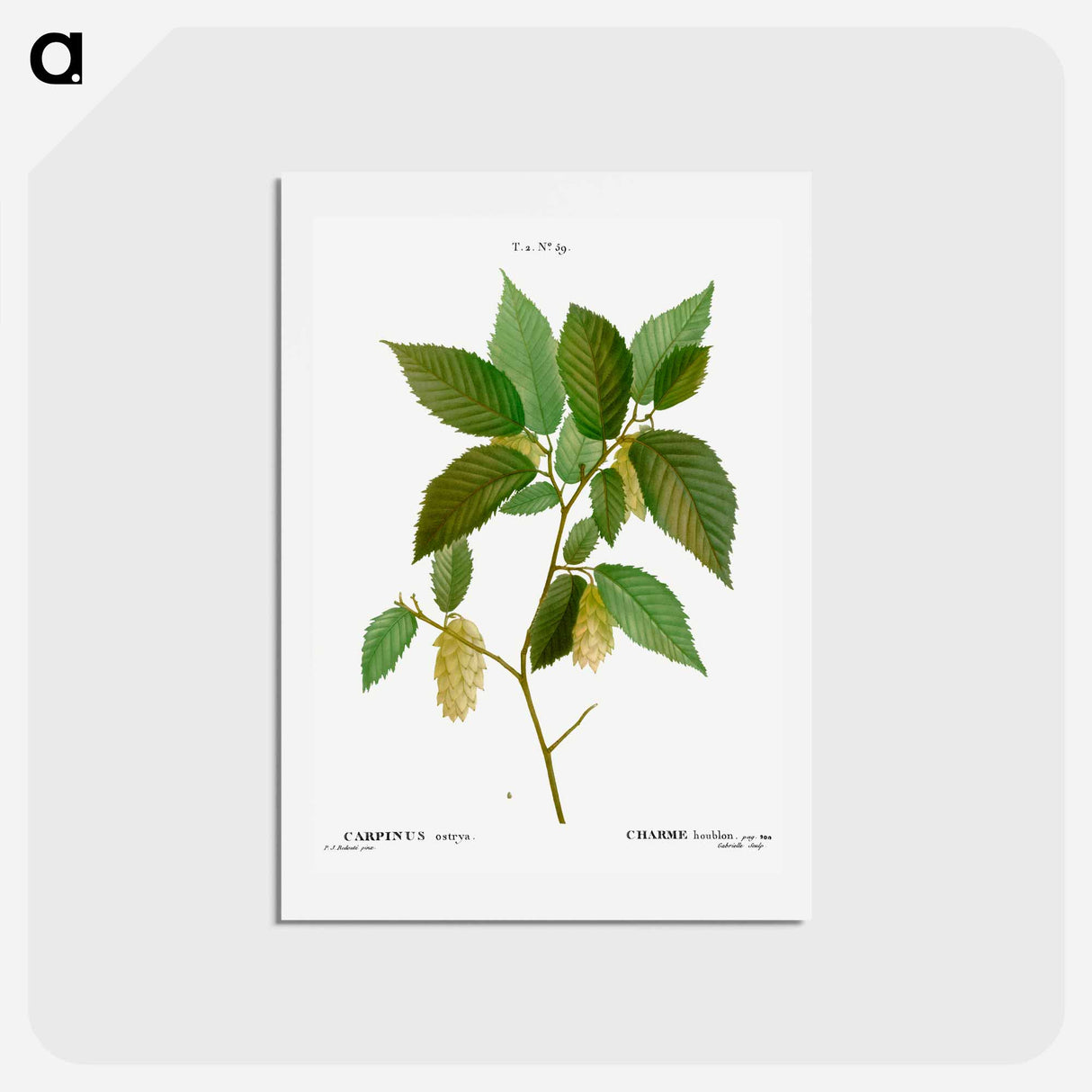 アートポストカード-American hophornbeam - ピエール ジョゼフ ルドゥーテ Postcard.