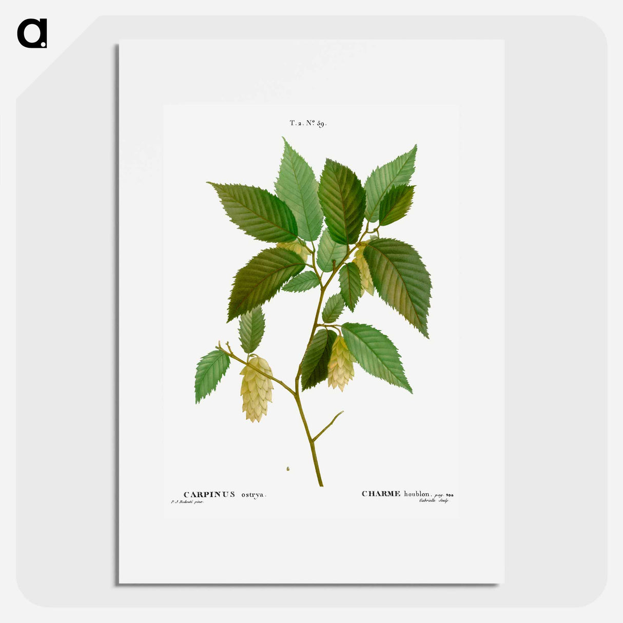 アートポスター-American hophornbeam - ピエール ジョゼフ ルドゥーテ Poster.