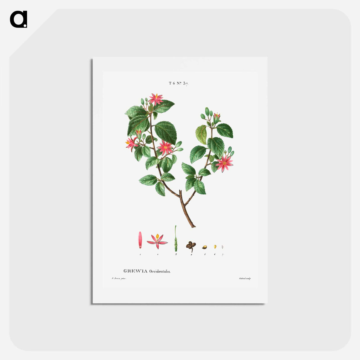 アートポストカード-Crossberry (Grewia occidentalis) - ピエール ジョゼフ ルドゥーテ Postcard.