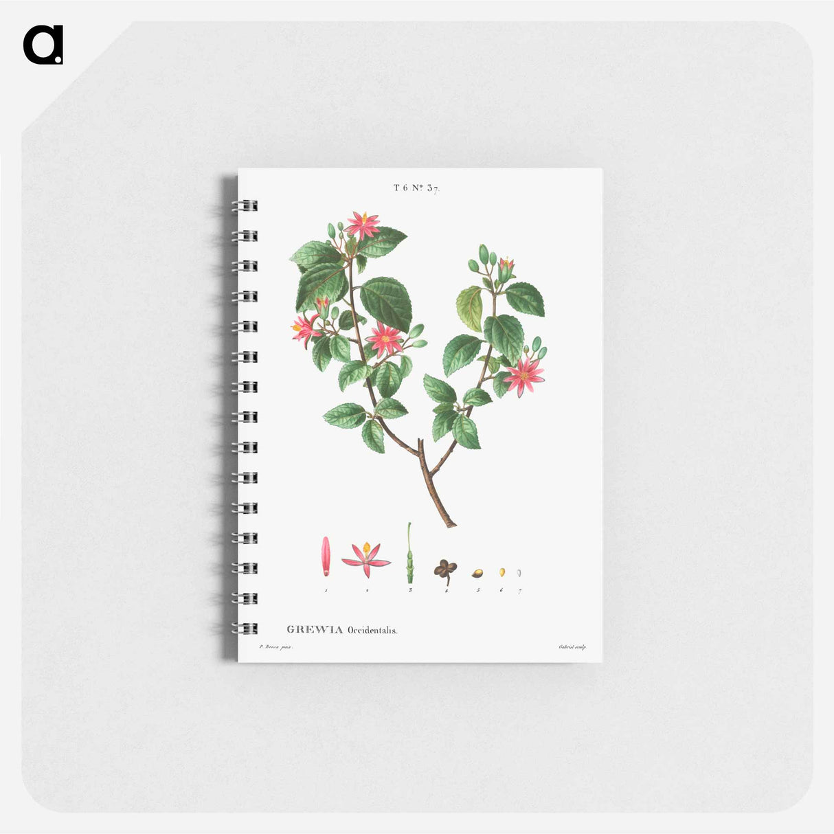 Crossberry (Grewia occidentalis) - ピエール ジョゼフ ルドゥーテ Memo.